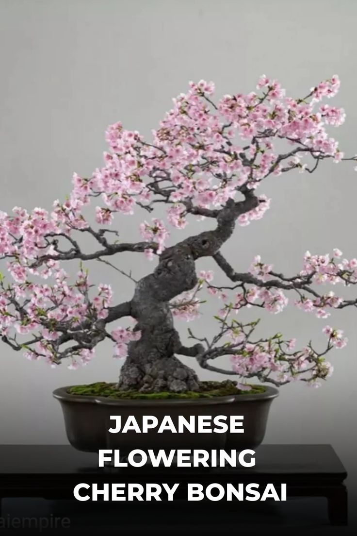 a bonsai tree with pink flowers in a black pot on a table next to the words japanese flowering cherry bonsai