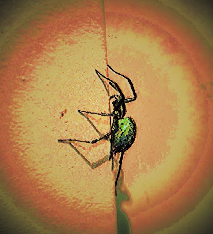 a close up of a spider on a wall