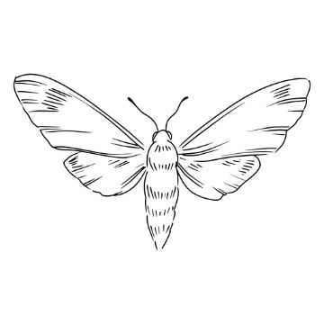 a black and white drawing of a moth