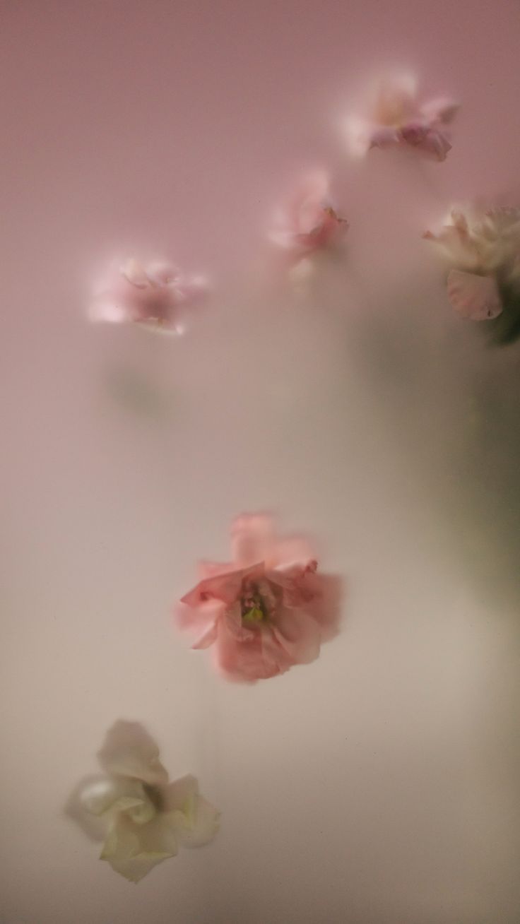 pink and white flowers floating in the air