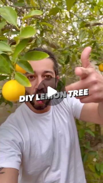 a man making a funny face while standing in front of lemon trees with the words diy lemon tree on it