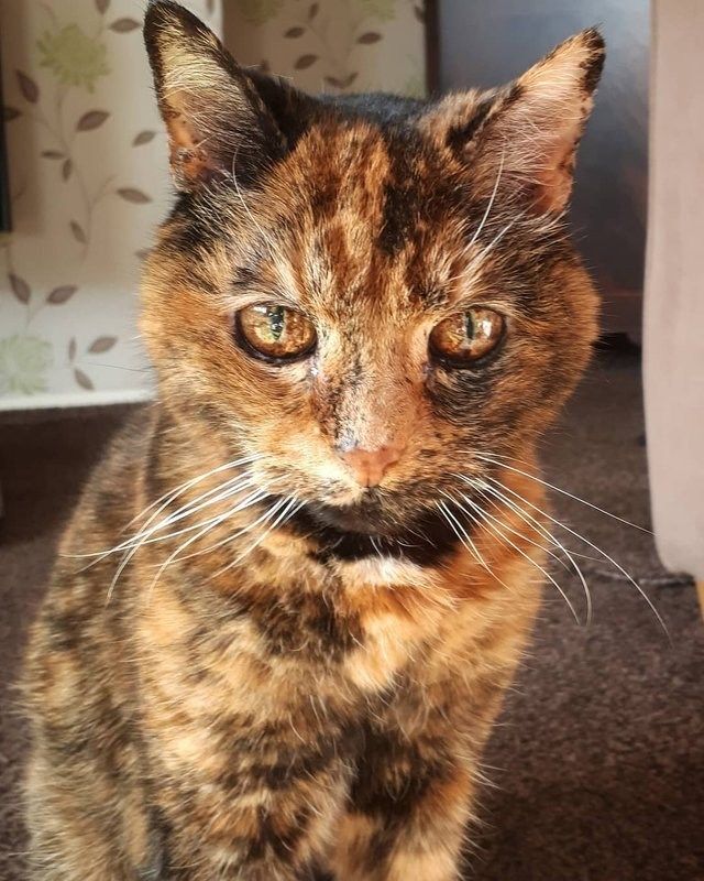 a cat is sitting on the floor looking at the camera with an intense look to it's face