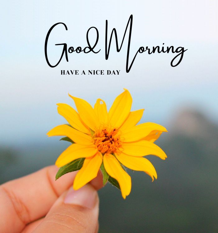 a hand holding a yellow flower with the words good morning above it