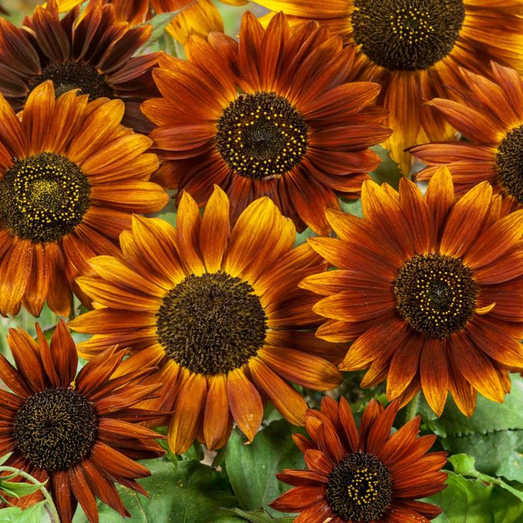 many orange and yellow flowers with green leaves