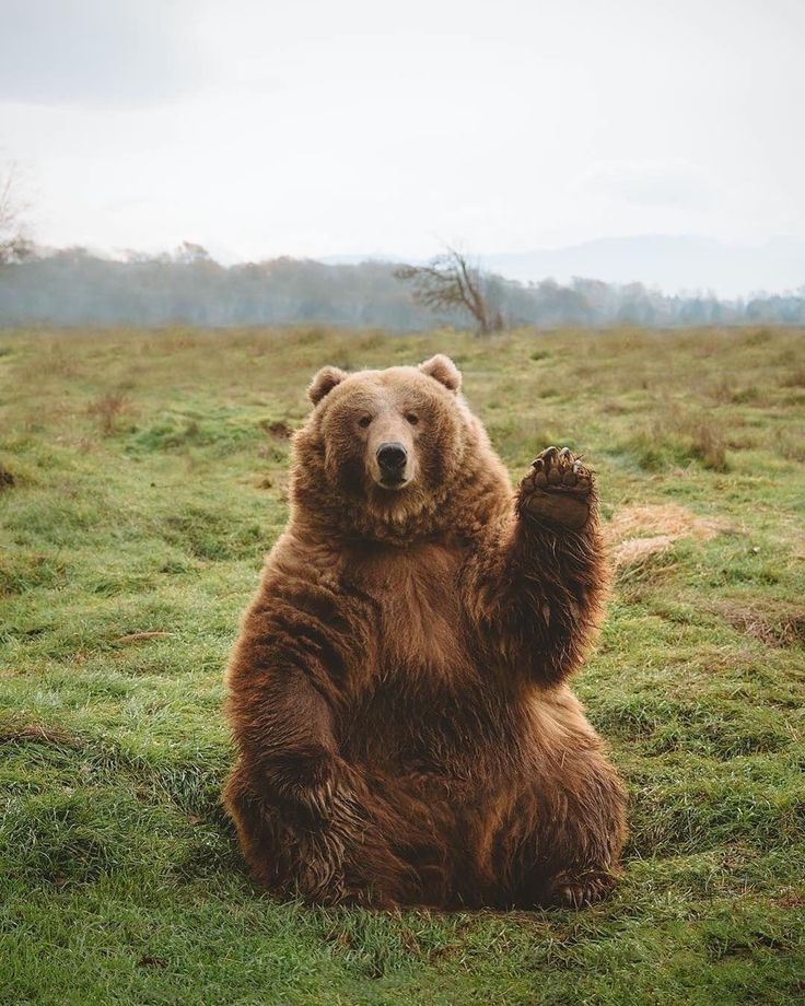 a large brown bear sitting on top of a lush green field