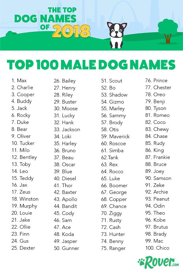 the top 10 female dog names for dogs and their name in english, with an image of