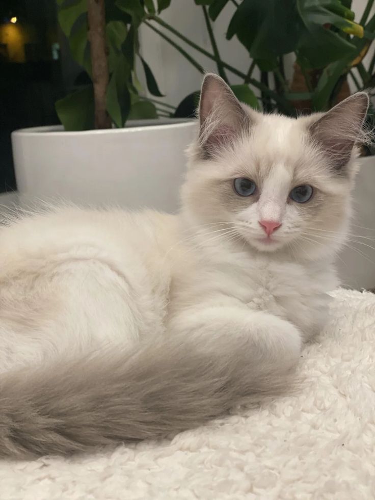 a white cat with blue eyes is laying on a blanket next to a potted plant