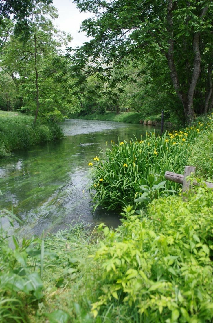 a river surrounded by lush green trees and bushes in the foreground is a bench with yellow flowers on it