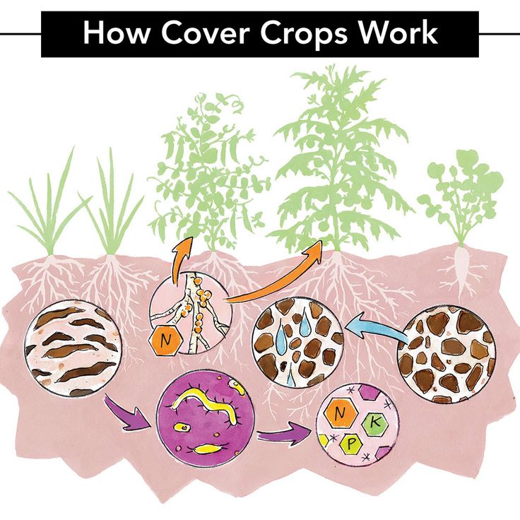 an image of how cover crops work in the soil with plants and animals on it