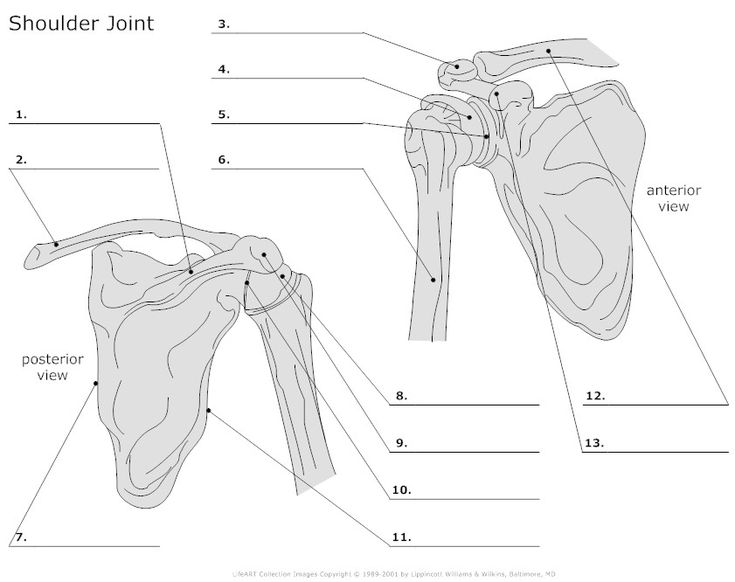 Bony Landmarks, Scapula Bone, Anatomi Dan Fisiologi, Shoulder Anatomy, Human Skeleton Anatomy, The Skeletal System, Shoulder Girdle, Anatomy Images, Start Studying