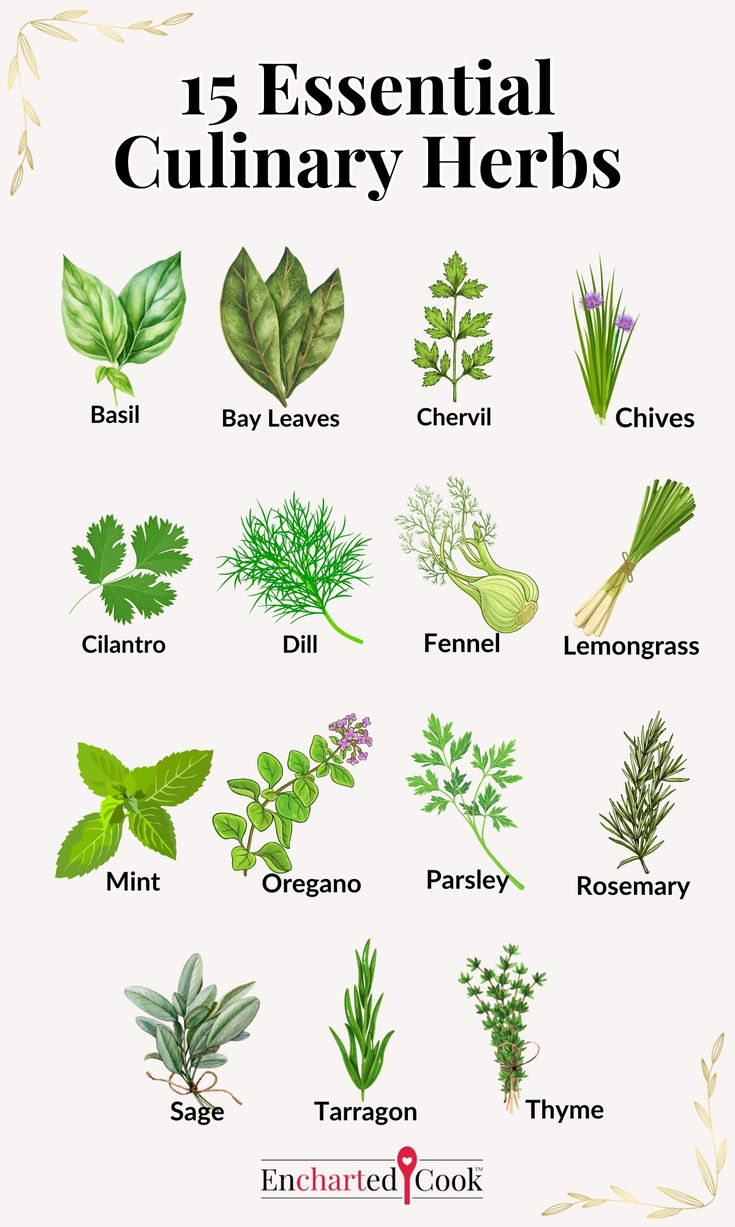 Color drawings of 15 culinary herbs with labels and text overlay. Basic Vinaigrette, Culinary Basics, Culinary Lessons, Modern Cooking, Sunrise Cocktail, Chicken Saltimbocca, Malibu Coconut, Culinary Cooking, Types Of Herbs