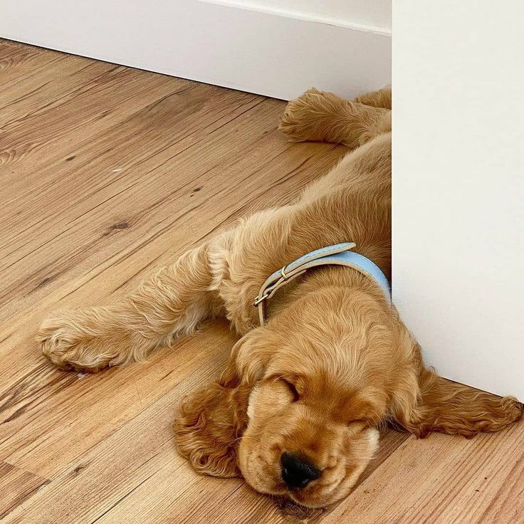 a brown dog laying on the floor next to a white wall with his head between two walls