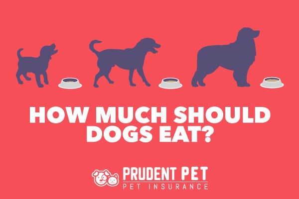 a red background with the words how much should dogs eat? and three silhouettes of dogs eating out of bowls