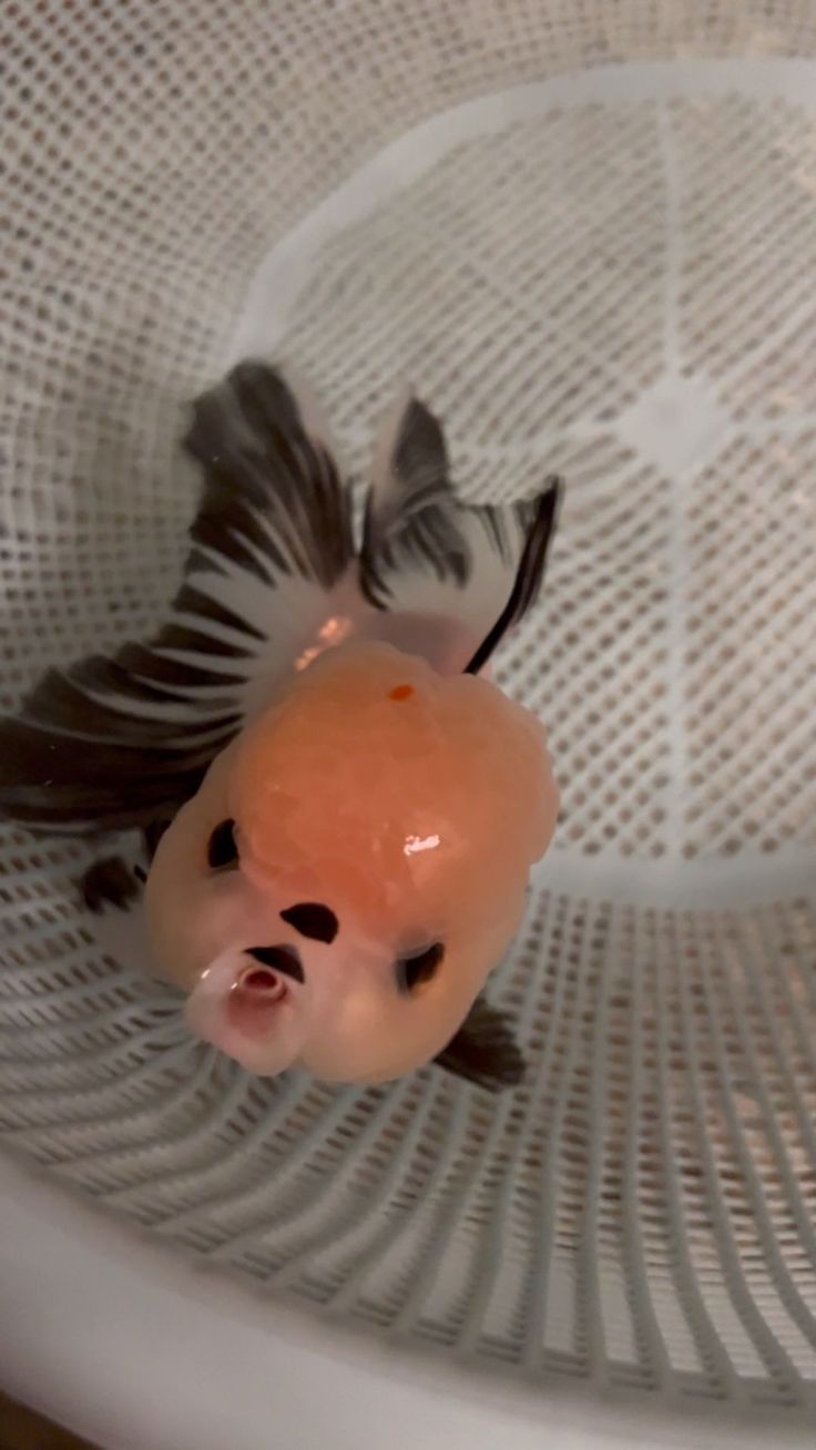 an orange fish in a white bowl with black and grey feathers on it's head