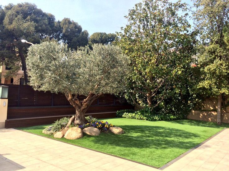 an olive tree is in the middle of a small garden with rocks and grass around it