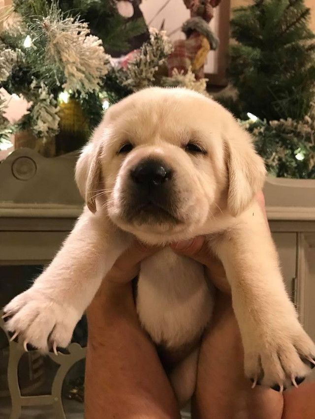 a person holding a white puppy in their arms next to a christmas tree and fireplace