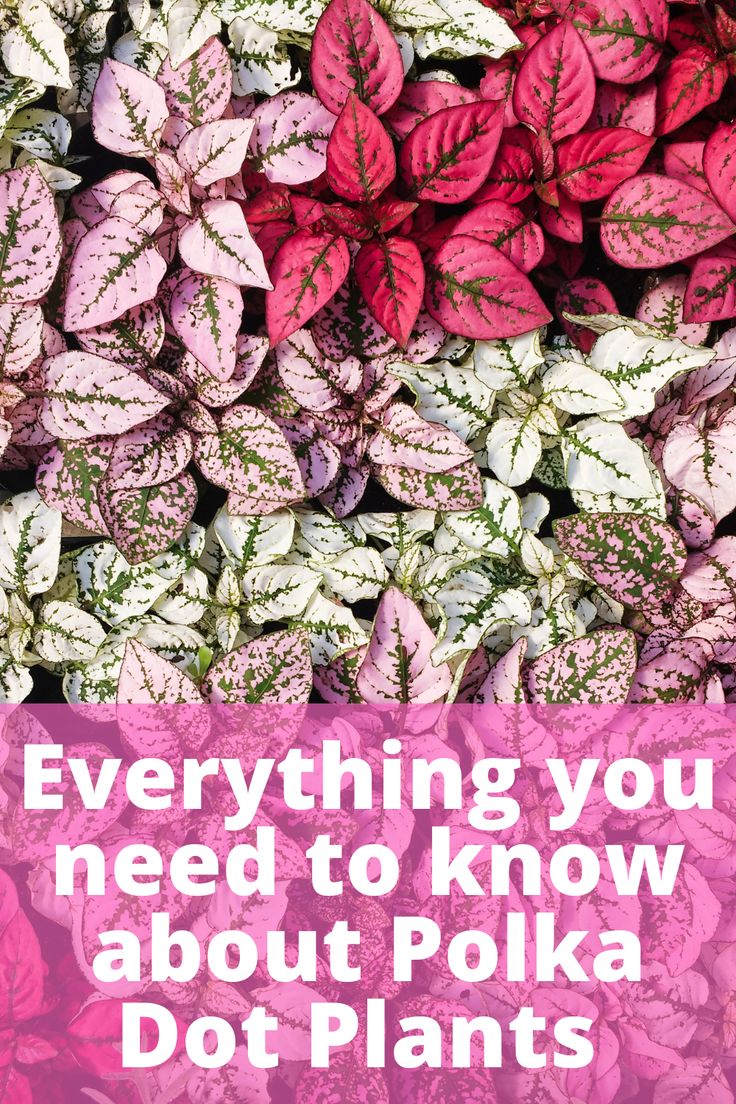 pink and green plants with the words everything you need to know about polka dot plants