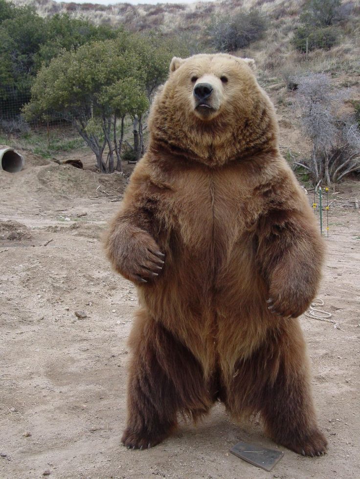 a large brown bear standing on its hind legs in the dirt with trees and bushes behind it