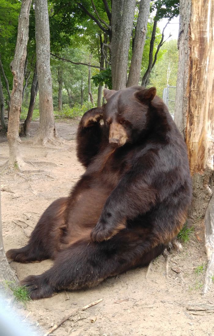 a large brown bear sitting on top of a dirt ground next to a forest filled with trees