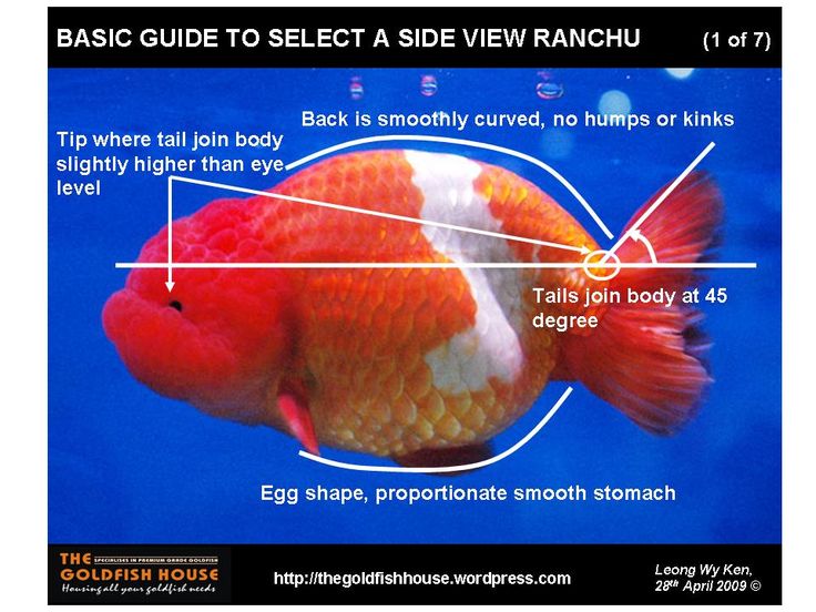 the basic guide to select a side view ranchu 1 of 7, including an orange and white fish