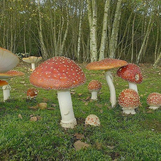 a group of mushrooms sitting on top of a lush green field next to tall trees