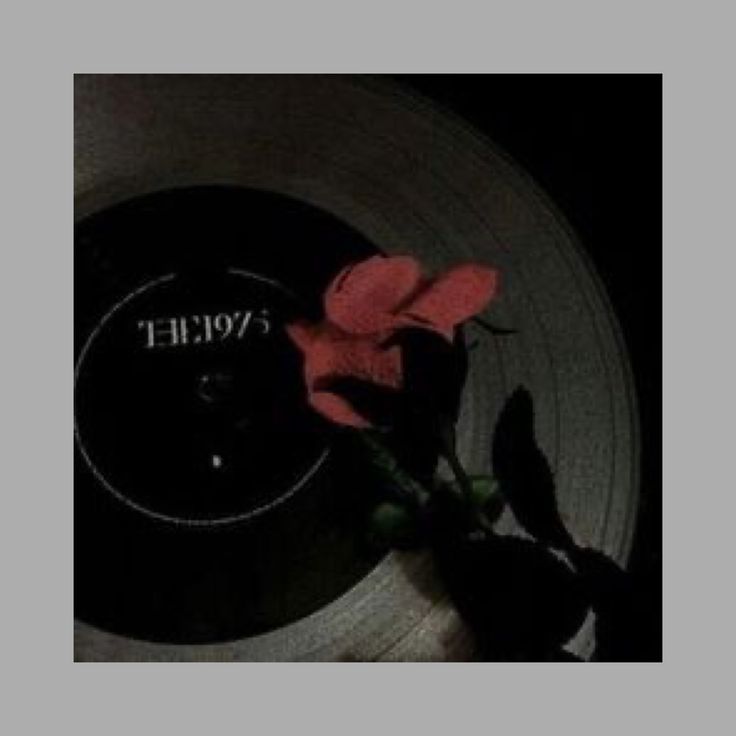 a single pink rose sitting on top of a record