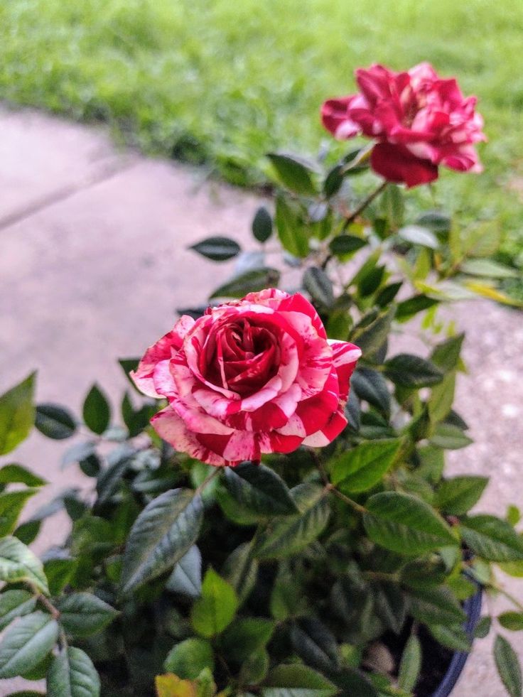 two red roses in a pot on the ground