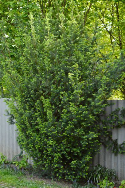 a tall green bush next to a metal fence in a yard with grass and trees