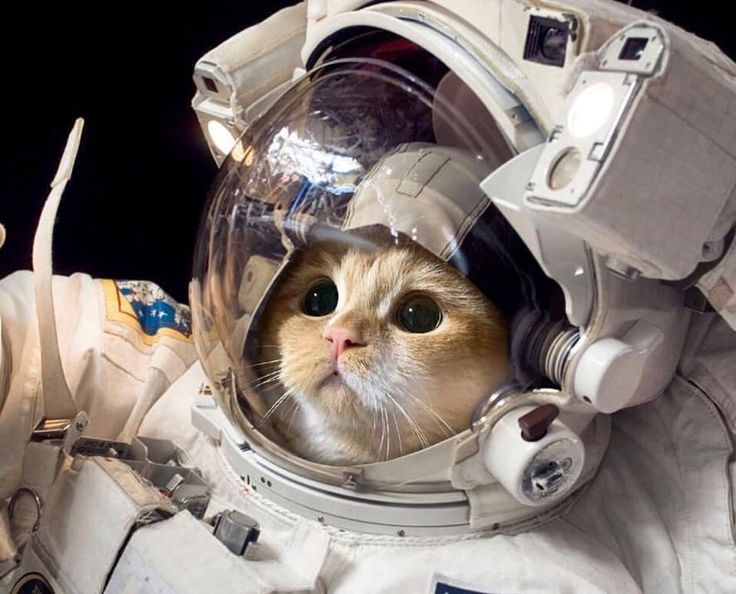 a cat in an astronaut's spacesuit looking at the camera