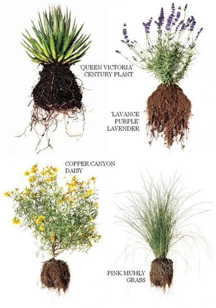 four different types of plants with their roots and flowers growing out of the top one