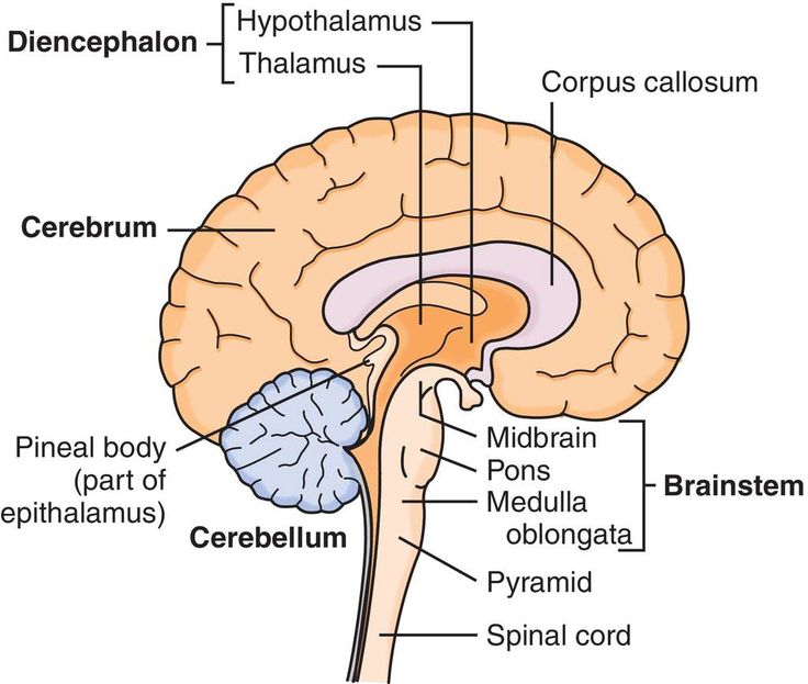 the structure of the human brain and its major structures, including the cerebellum