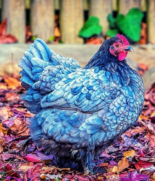 a blue chicken standing on top of leaves