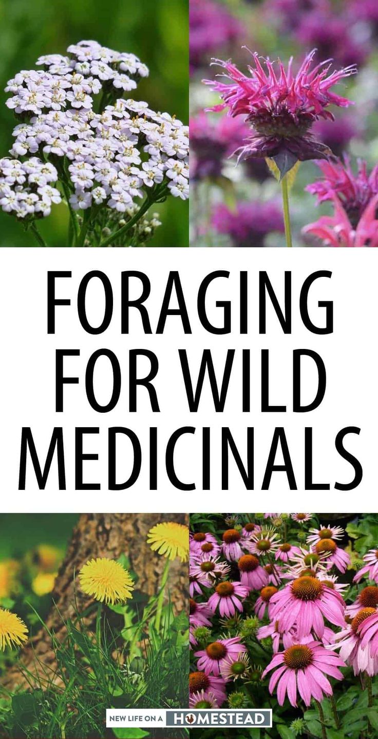 the title for foraging for wild medicals is shown in black and white, surrounded by flowers