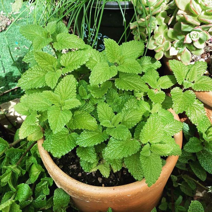 green plants are growing in clay pots on the ground