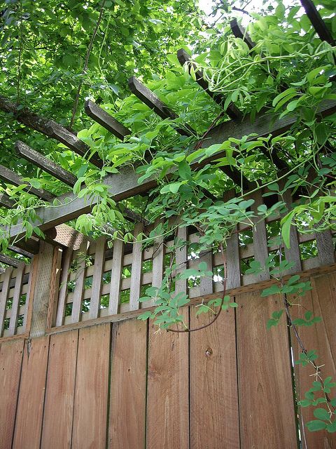 a wooden fence with vines growing over it and on top of it is a wood slatted trellis