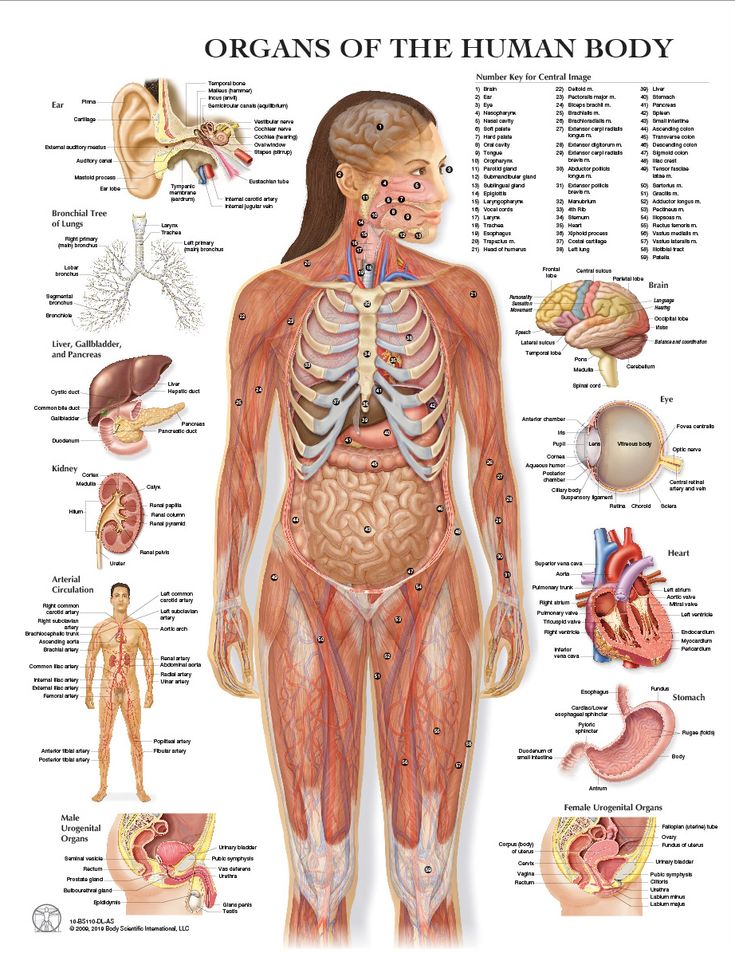 the human body and its major organs