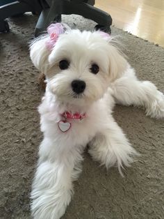 a small white dog laying on the floor