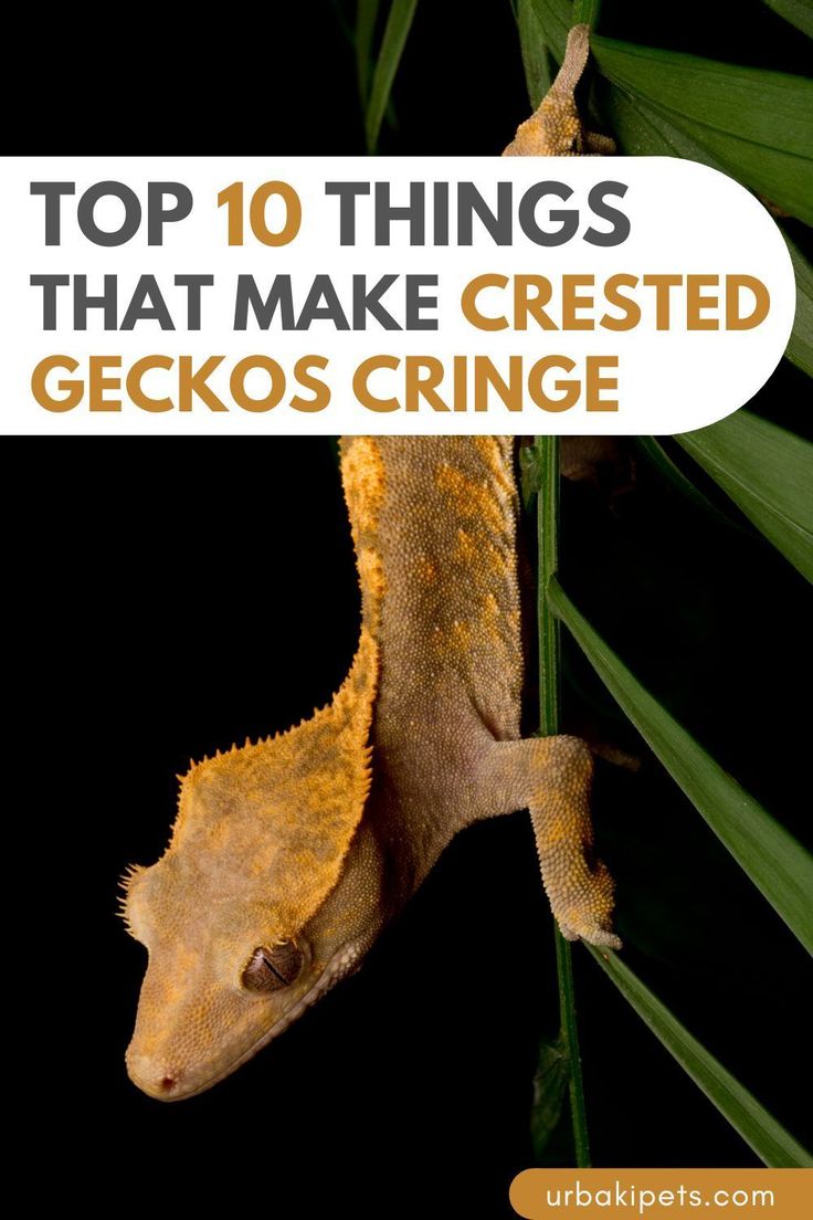 the top 10 things that make crested geckos cringe