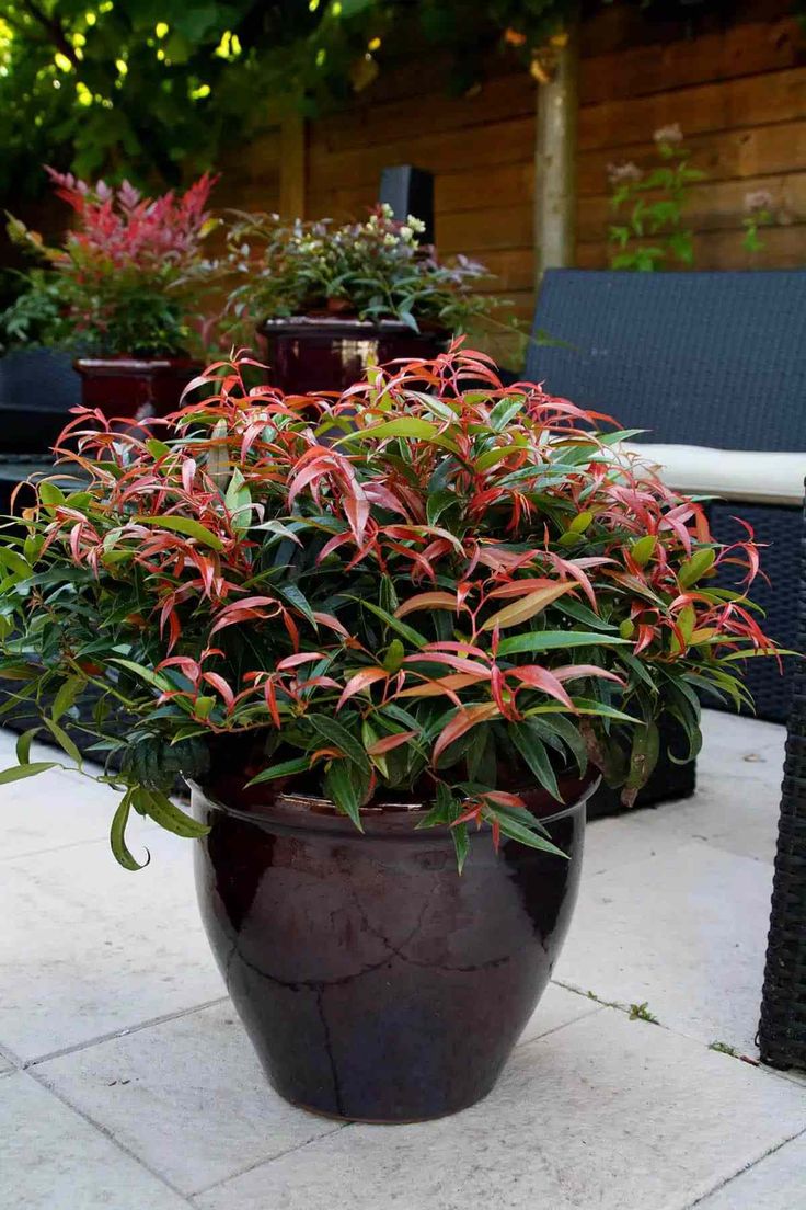 a large potted plant sitting on top of a patio