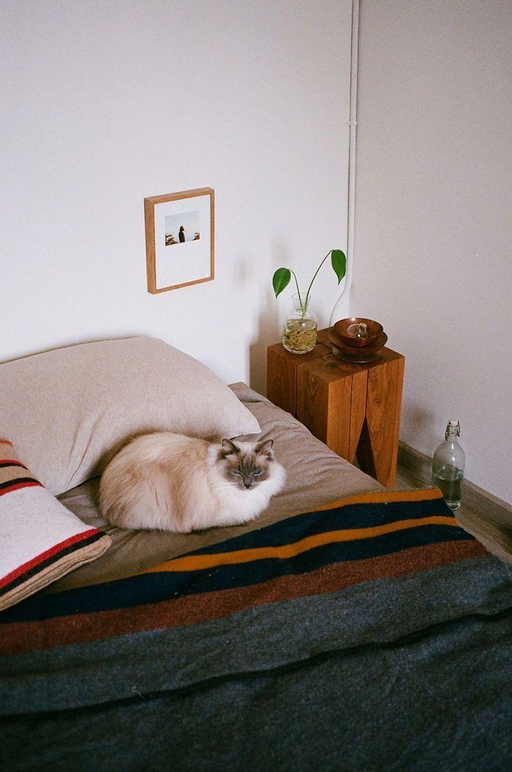 a cat laying on top of a bed next to pillows