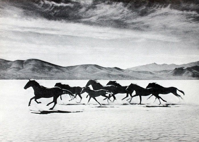 black and white photograph of horses running across water