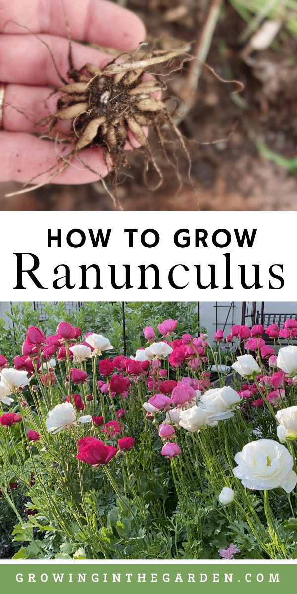 how to grow ranunculas in the garden with text overlay that reads, how to grow ranunculas