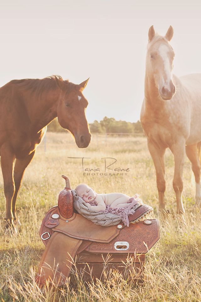 two horses standing next to each other in a field with a baby laying on top of a saddle