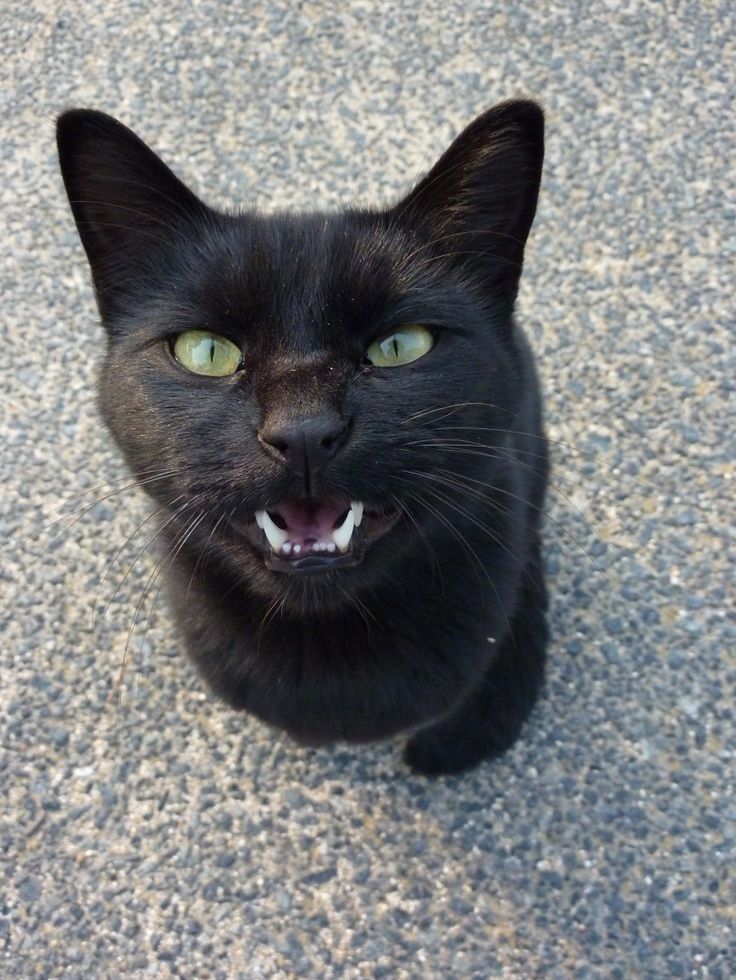 a black cat is looking up at the camera with its mouth open and it's tongue out