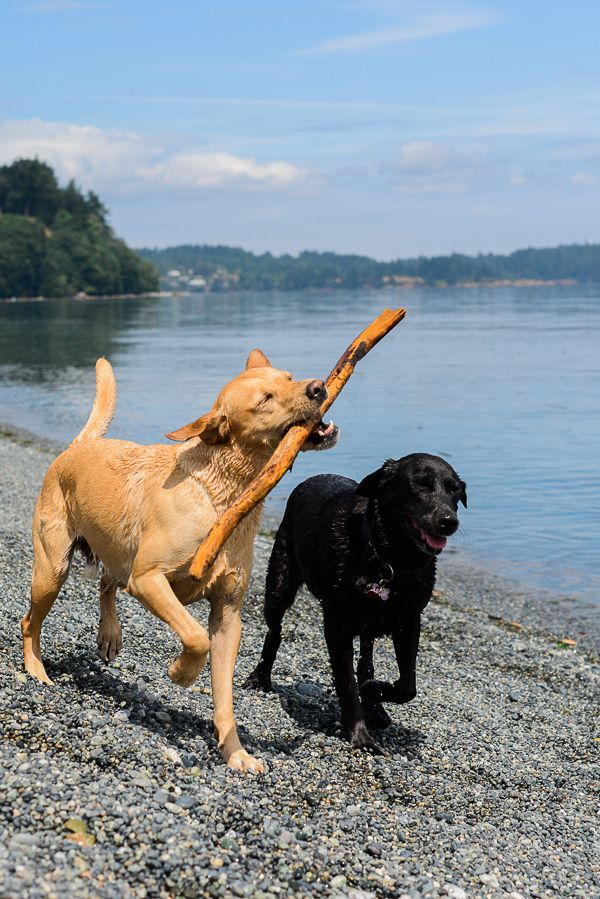 two dogs are playing with a stick on the beach by the water's edge