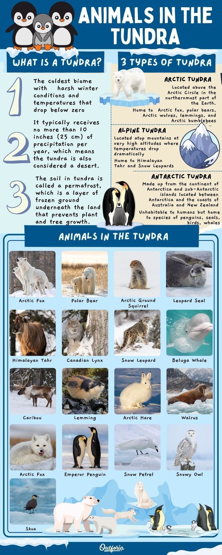 an info sheet with animals in the arctic