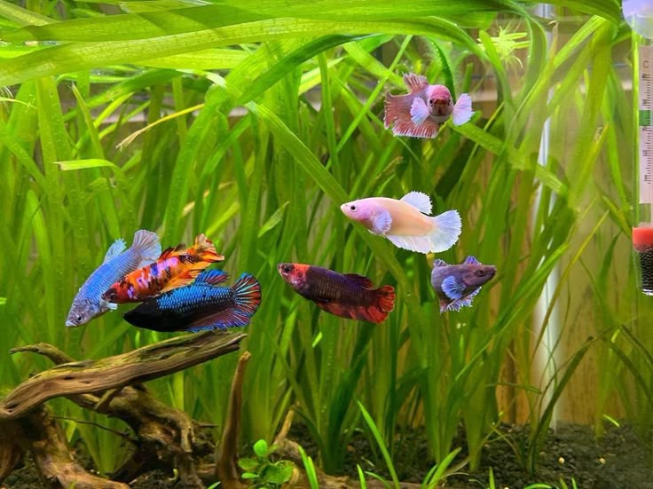 an aquarium filled with different colored fish in it's tank next to green plants