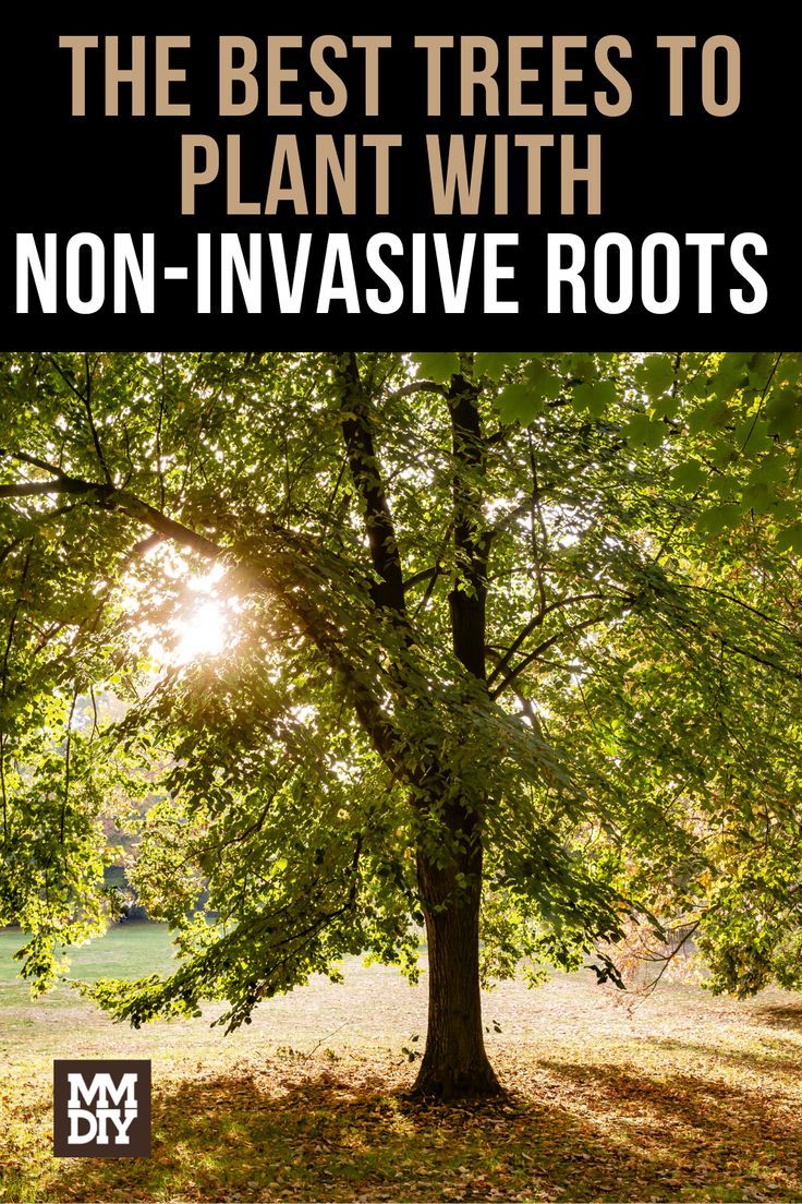 The Best Trees to Plant with Non-Invasive Roots Shrubs Landscaping Ideas, Shrub Landscaping Ideas, Shrubs For Shaded Areas, Front Of House Shrubs, Shrub Trees, Shrub Landscaping, Trees With Roots, Shrubs In Front Of House, Shrubs Landscaping