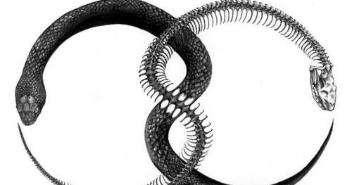 a drawing of two snakes with their tails curled up