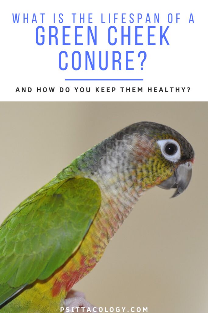 a green cheek conure perched on top of a persons hand with the caption what is the life span of a green cheek conure? and how do you keep them healthy?